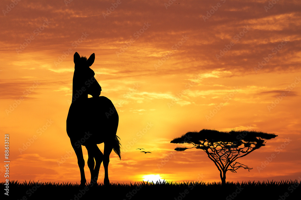 zebras silhouette at sunset