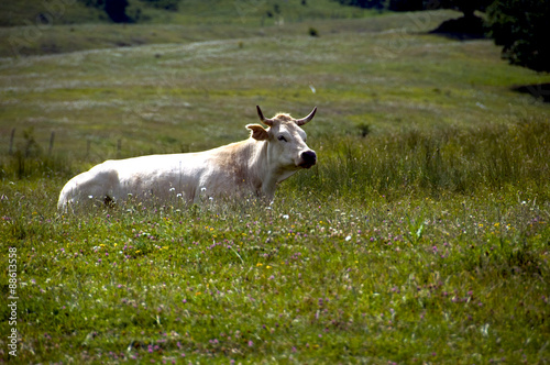 Il riposo della mucca photo