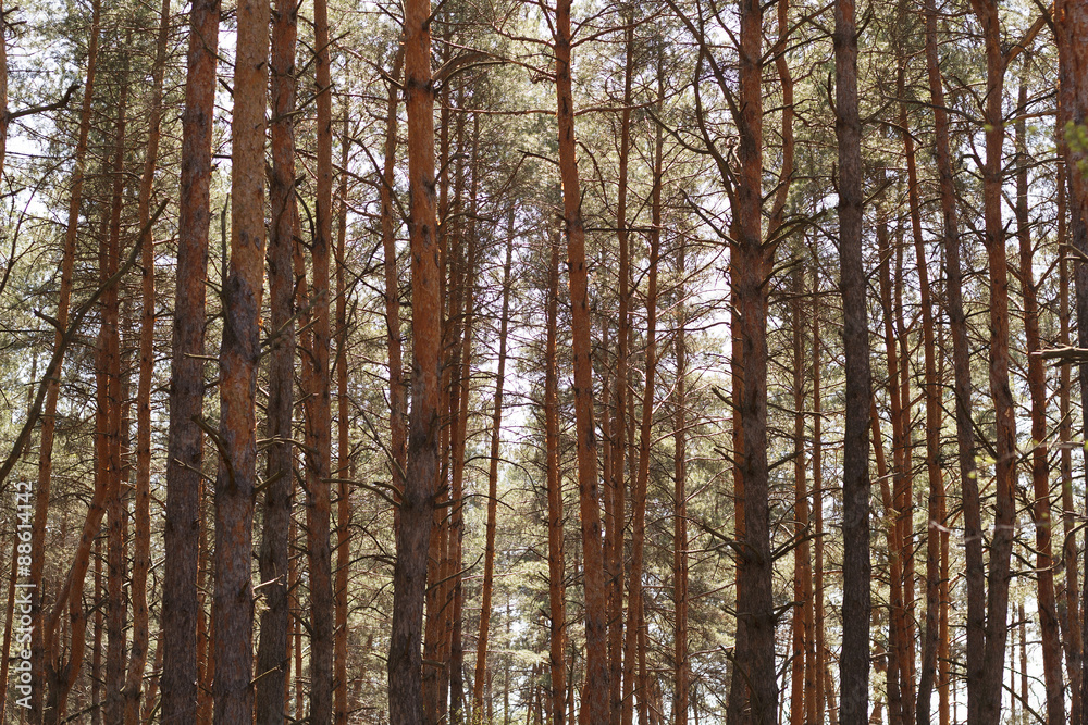 Pine forest Pine forest
