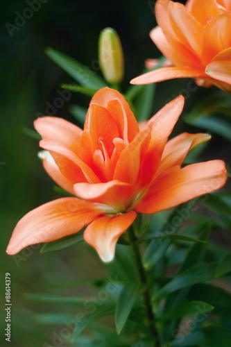 Detail of a beautiful orange lily on flower show.