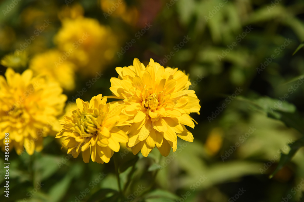 fiore giallo macro campo giardino profumo fiori fiore giallo macro campo giardino profumo fiori