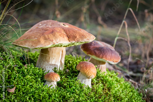 Unique noble mushrooms on moss in forest