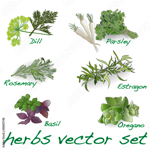 herbs vector set photo