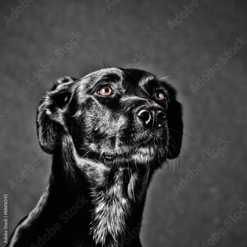 black dog (101)