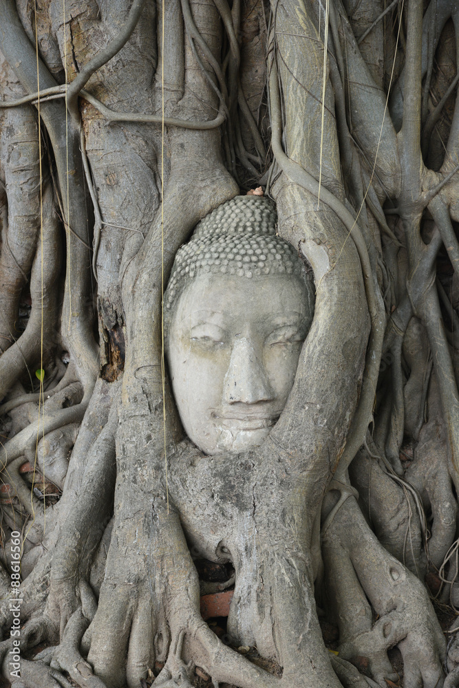 Buddha head in Tree at Wat Phra Mahathat Ayutthaya Thailand