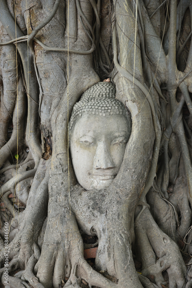 Buddha head in Tree at Wat Phra Mahathat Ayutthaya Thailand Buddha head in Tree at Wat Phra Mahathat Ayutthaya Thailand