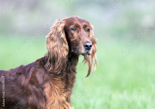 Beautiful Irish Setter looking