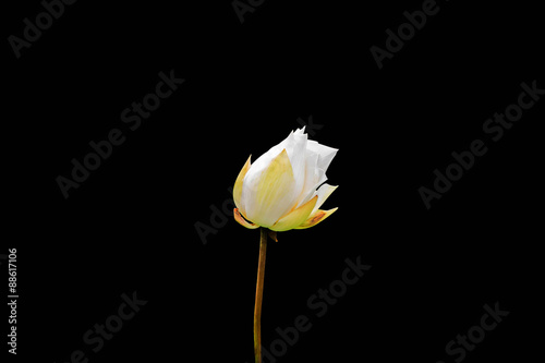 white lotus flower plants on black background