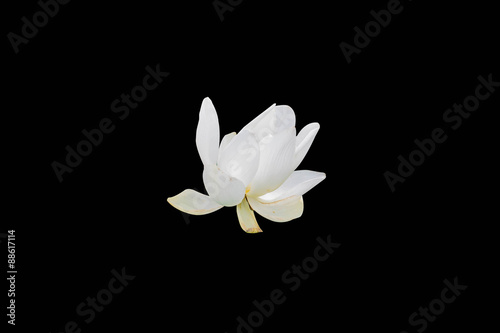 white lotus flower plants on black background