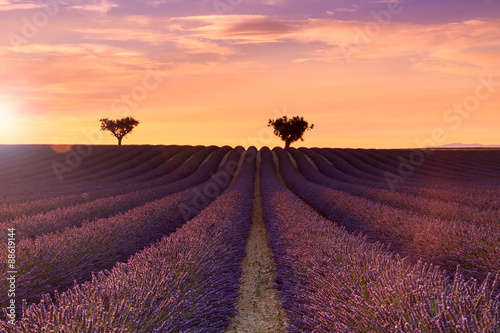 Beautiful fragrant lavender fields of Provence sunset