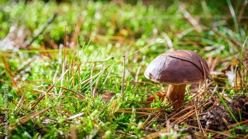 Little boletus on moss in forest at sunrise