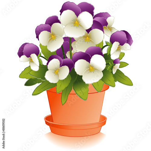 Pansy, Johnny Jump Ups in clay flowerpot with saucer, beautiful white and pastel lavender garden flowers, buds, isolated on white background 
