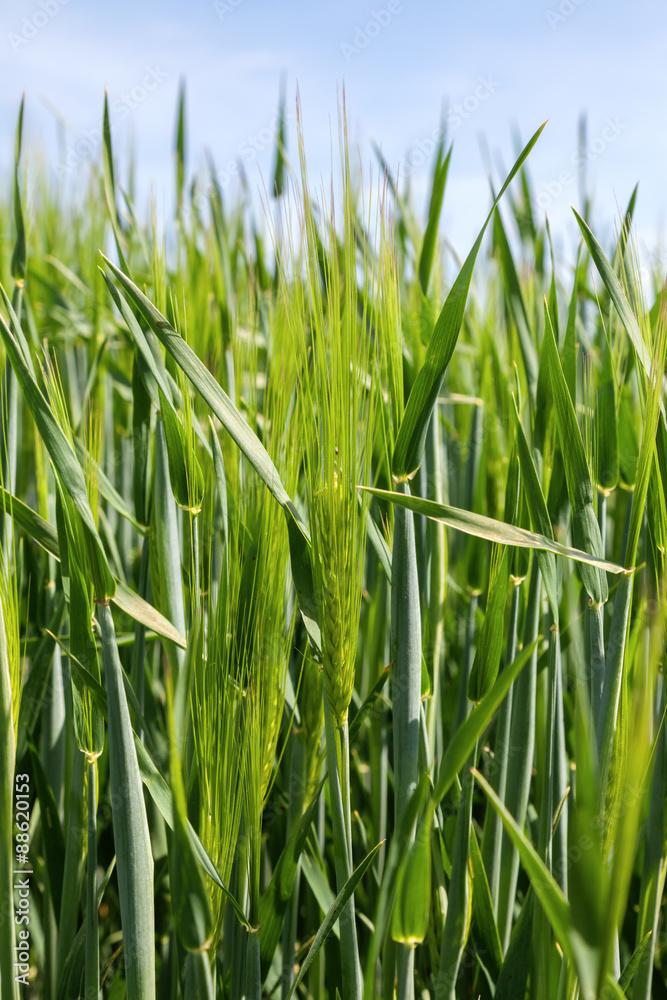 Green wheat field
Green wheat field