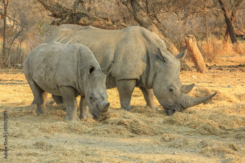 White rhinos