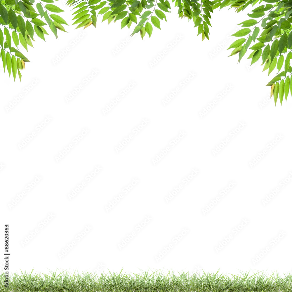 Green leaves and green grass isolated on white background. Green leaves and green grass isolated on white background.
