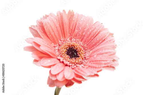 Pink gerbera flower, Isolated on white background