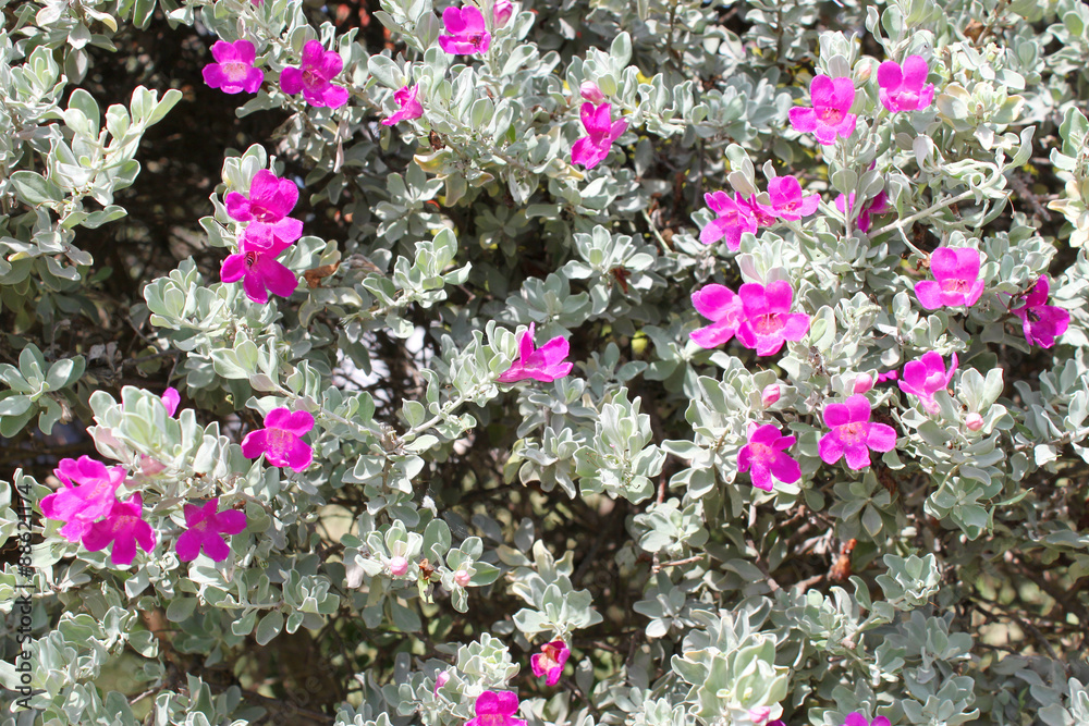 Obraz premium ornamental purple flowers