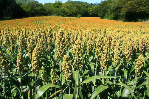 Foto culture du sorgho à la campagne