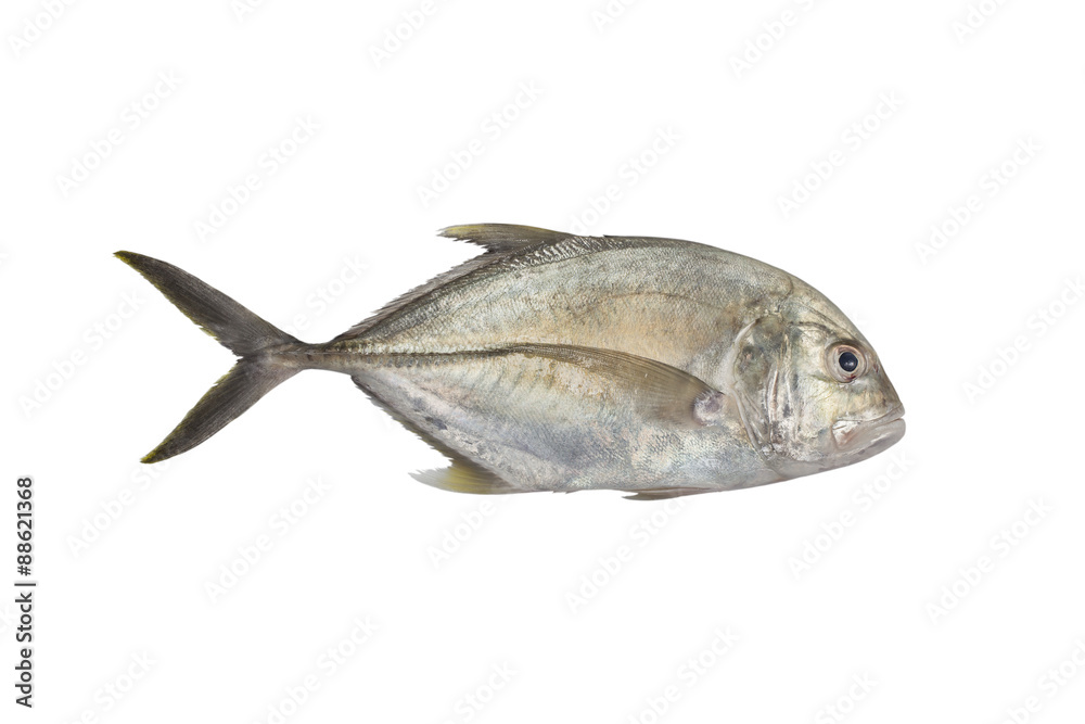 Fototapeta premium Giant trevally, Lowly trevally Giant kingfish (Caranx ignobilis