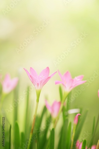 Rain Lily