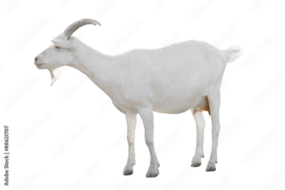 Obraz premium Goat