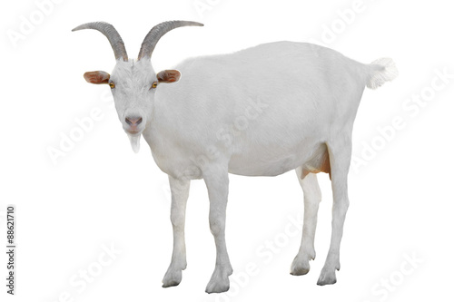 Photographie Goat