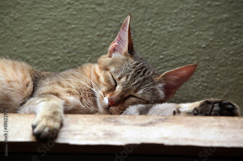 Photography Arabian wildcat (Felis silvestris gordoni).