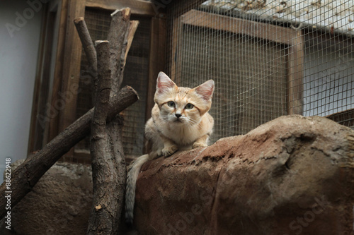 Photography Sand cat (Felis margarita).