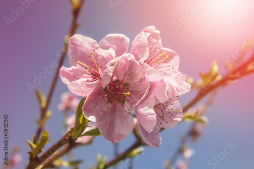 Peach trees in bloom  spring season.