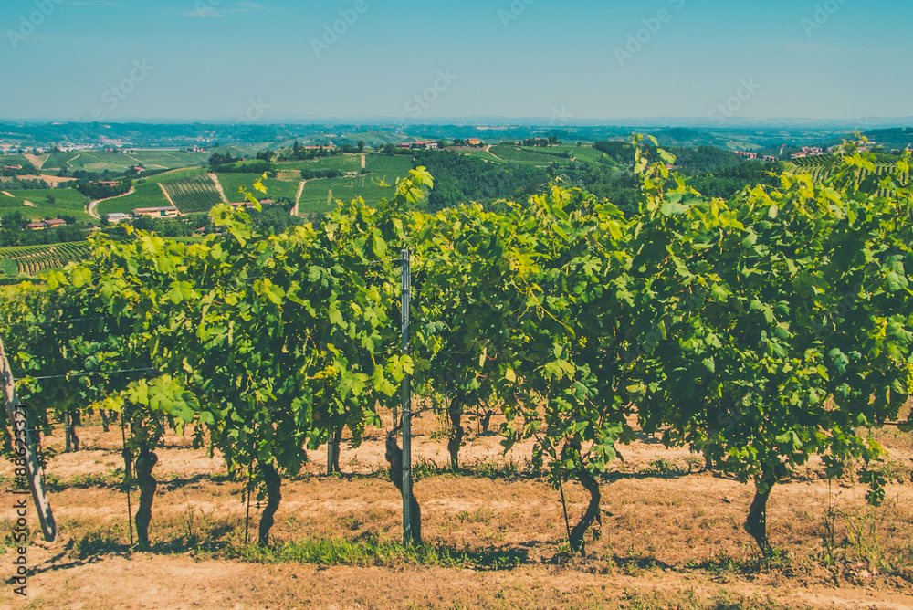 Vineyards in the sun