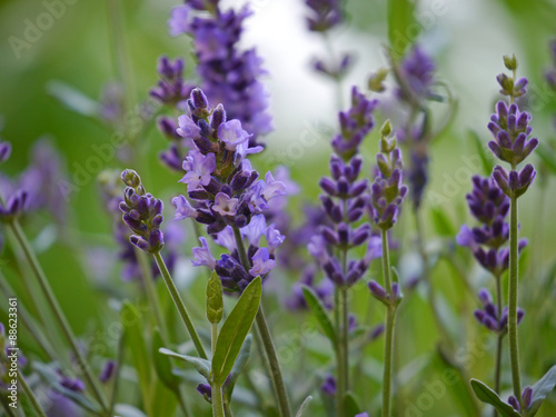 Fototapeta Naklejka Na Ścianę i Meble -  Lavendel / Lavandula angustifolia