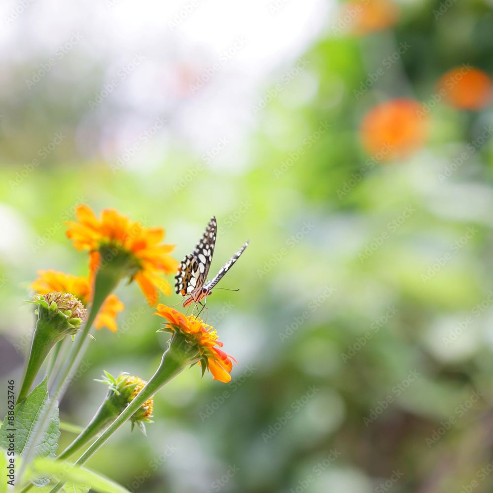 Fototapeta premium Butterfly on Zinnia flower