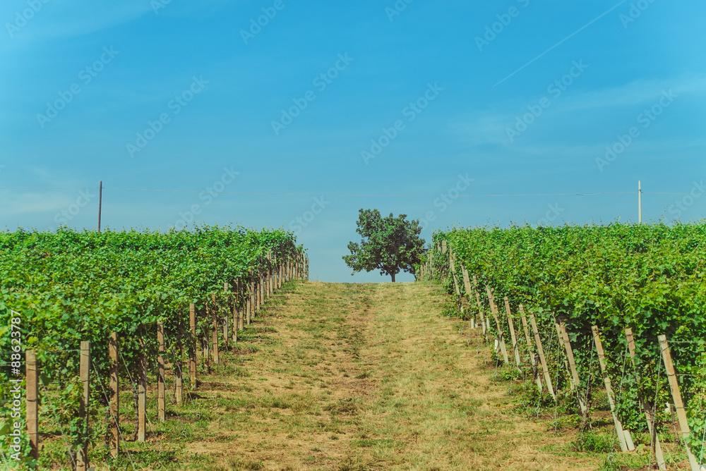 Fototapeta premium Vineyards and tree