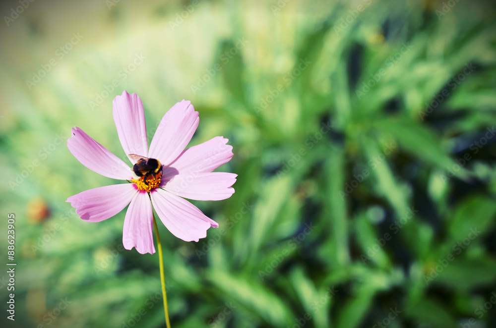 Obraz premium шмель