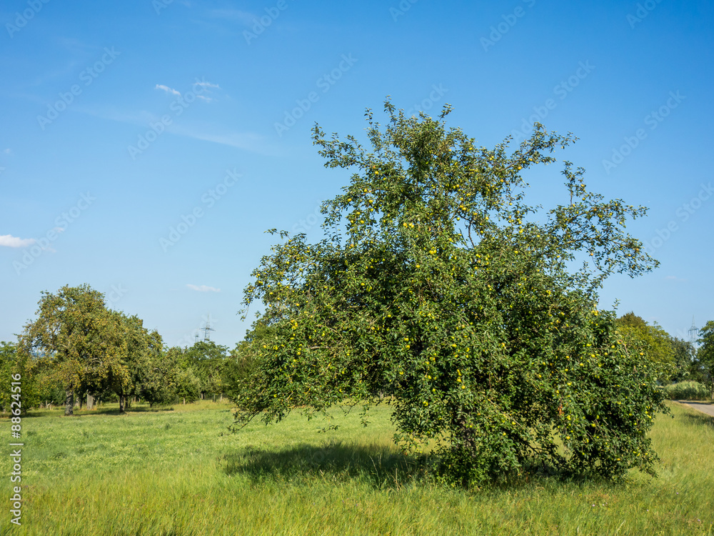 Fototapeta premium Apfelbaum