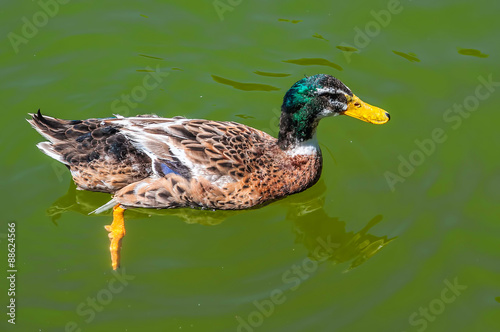 Photography Duck / a cute duck