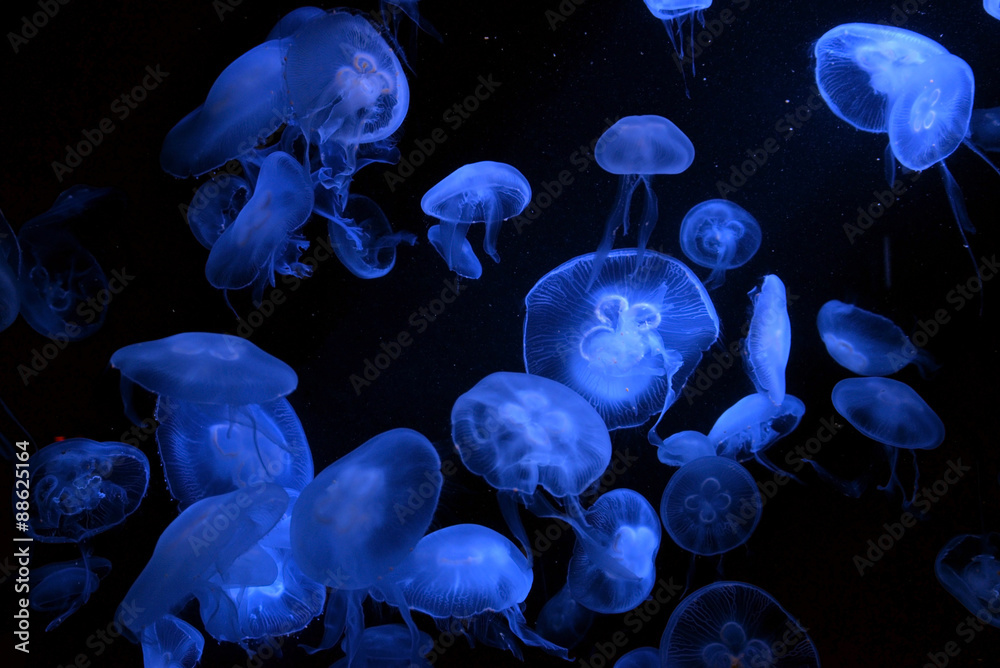 Obraz premium Jellyfish with blue light on black background in the aquarium, Singapore