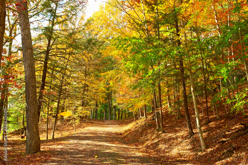 Obraz premium Autumn scene