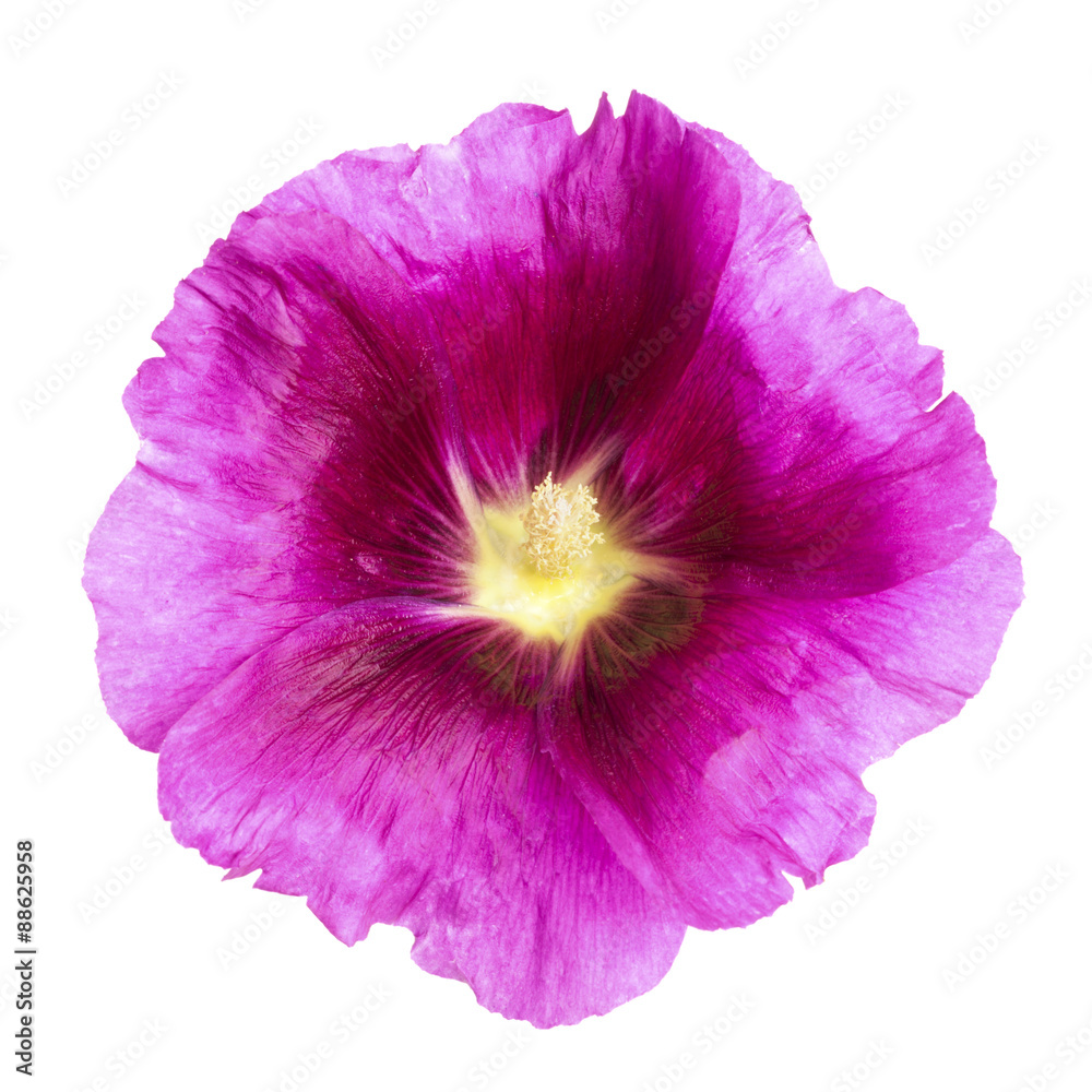 Purple Hollyhock flower isolated with clipping path Purple Hollyhock flower isolated with clipping path