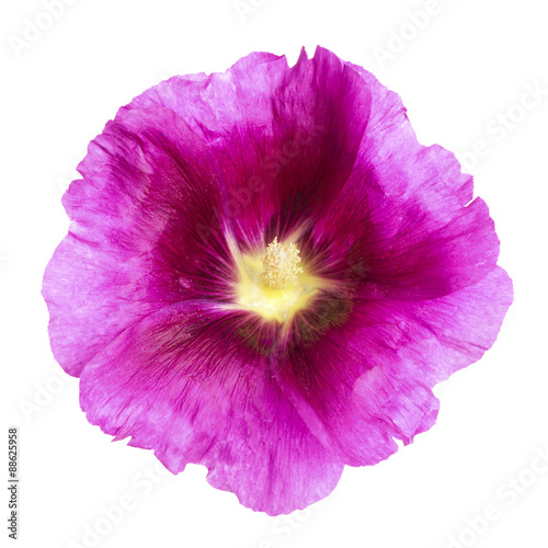 Purple Hollyhock flower isolated with clipping path © eyewave