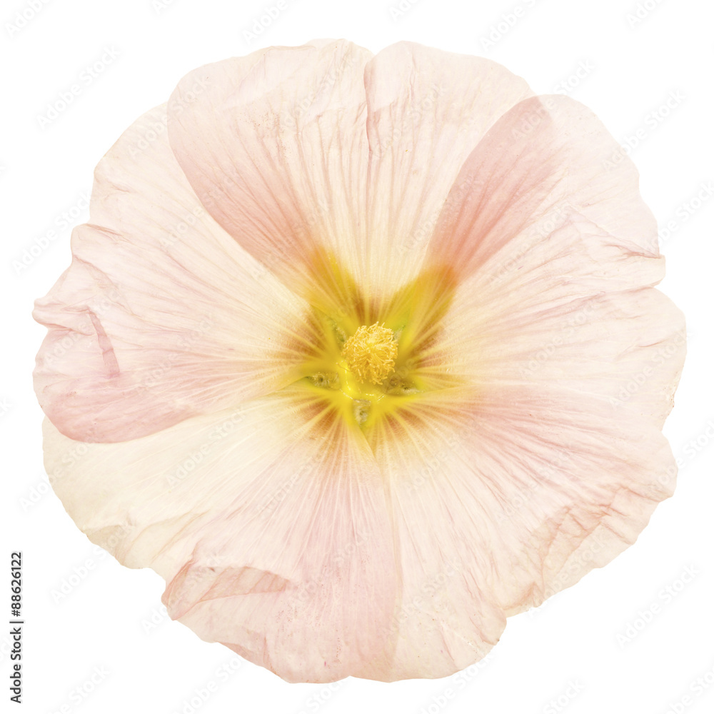 Champagne pink Hollyhock flower isolated with clipping path