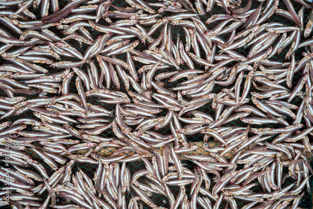 Planty of little anchovy fish drying on open air Planty of little anchovy fish drying on open air