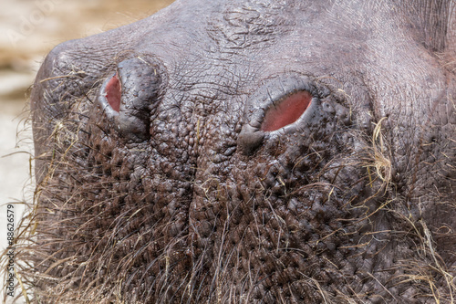 Hippo nostrils