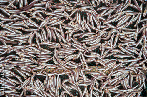 Planty of little anchovy fish drying on open air 