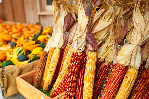 Bunches of indian corn photo