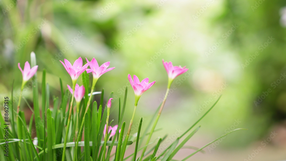 Fototapeta premium Rain Lily