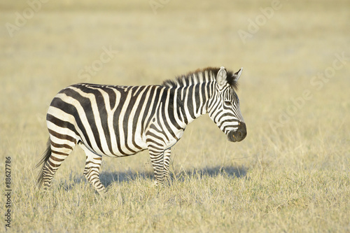 Zebra  Equus quagga  walking on savanna at sunrise  Serengeti National Park  Tanzania