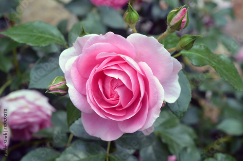 Pinke Rose