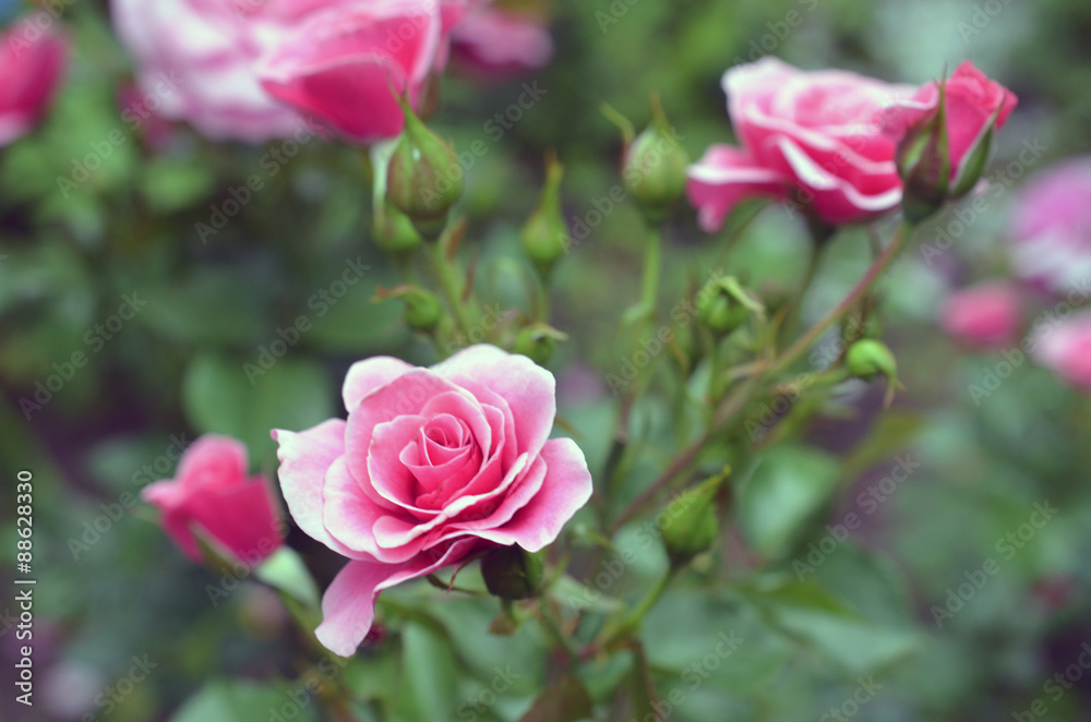 pinke Rose pinke Rose