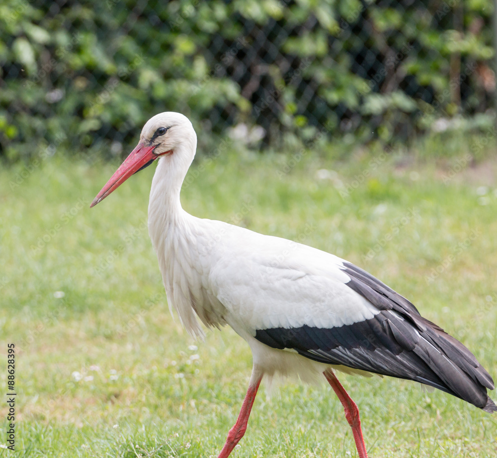 White Stork walking White Stork walking